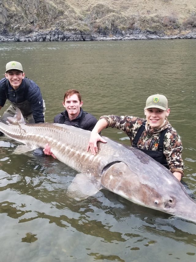 big_sturgeon_4