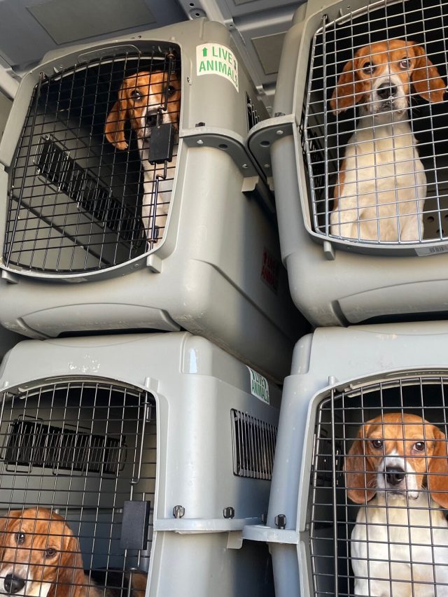 US breeder Envigo pleads guilty for mistreating beagles