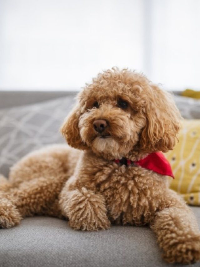 toy poodle