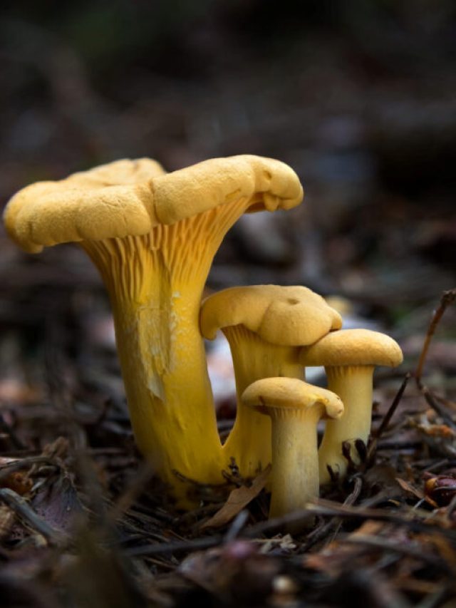 chanterelle mushrooms