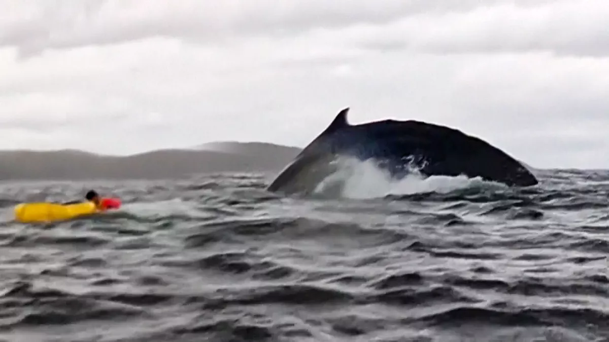 humpback whale swallows kayaker chile